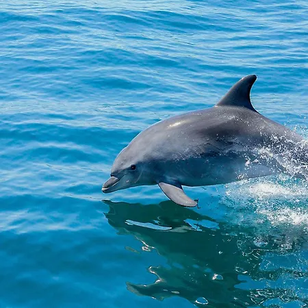 Luxury Wstunning Sea Views, Walk Gale * אלבופיירה